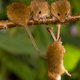 Illustration for article titled The harvest mouse is natures most adorable acrobat